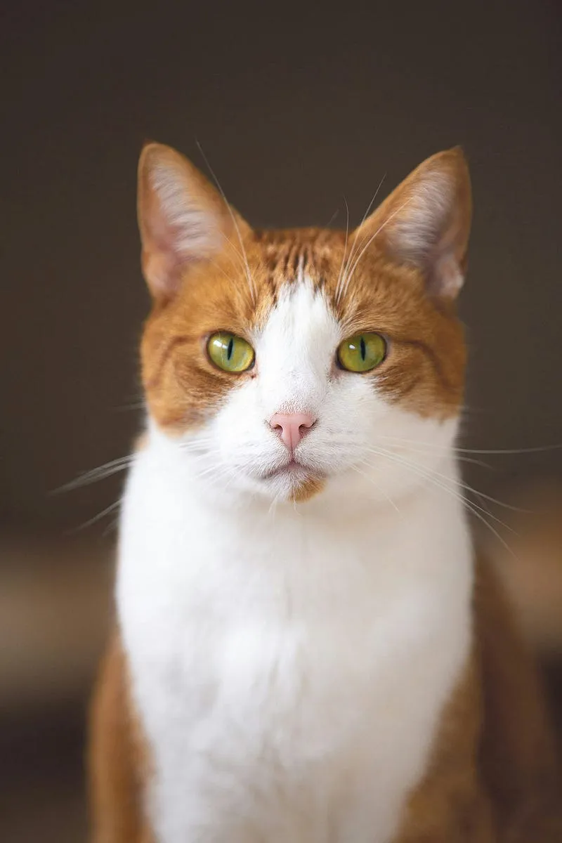 Meike 33mm f/1.4 AF Review