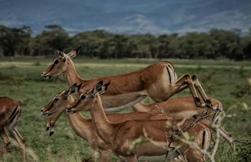 My Canon Wildlife Photography
