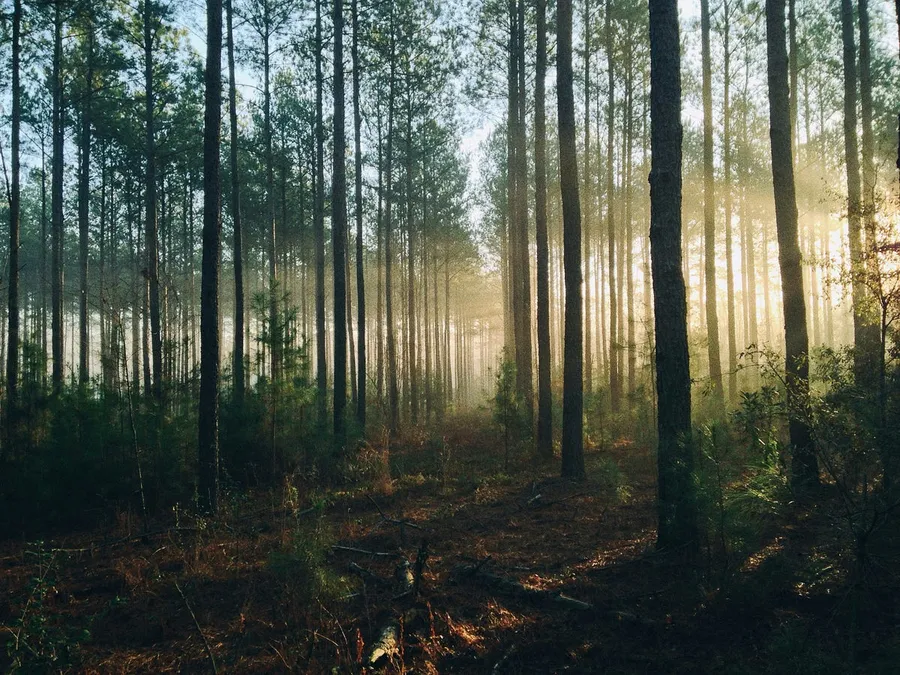 hiking through a forest
