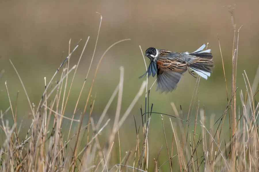 birds in flight