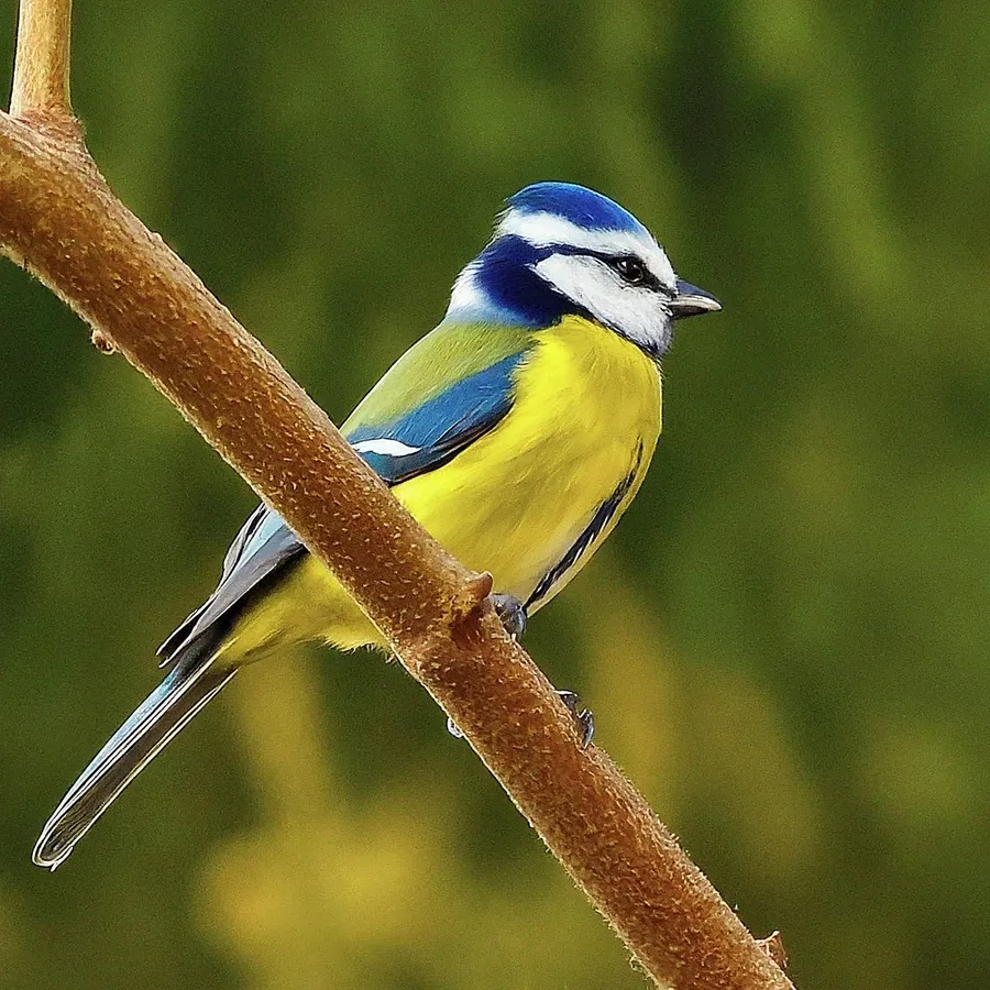 Soaring Through the Frame: Finding the Best Olympus Camera for Bird Photography