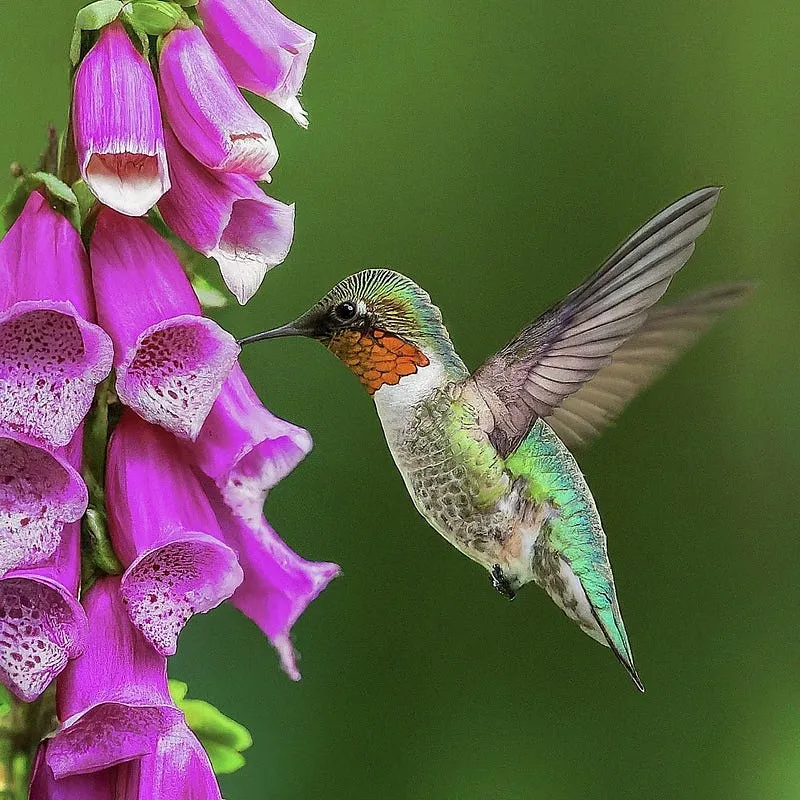 Bird Photography