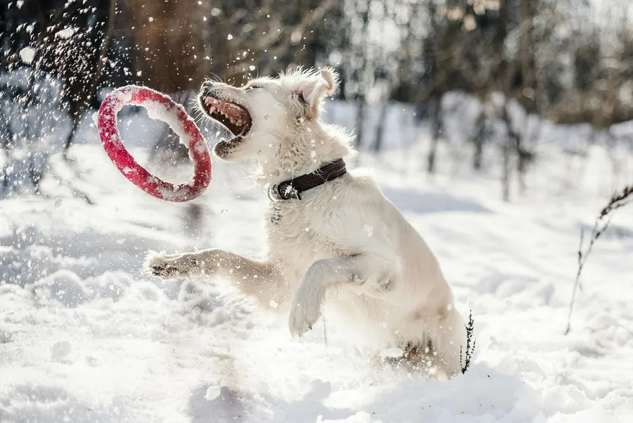 dog insnow