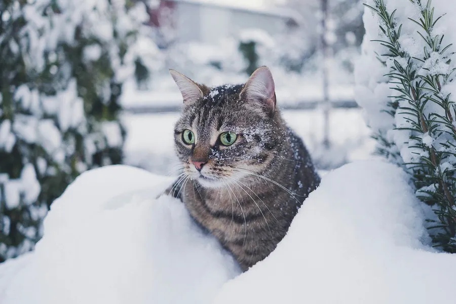 cat