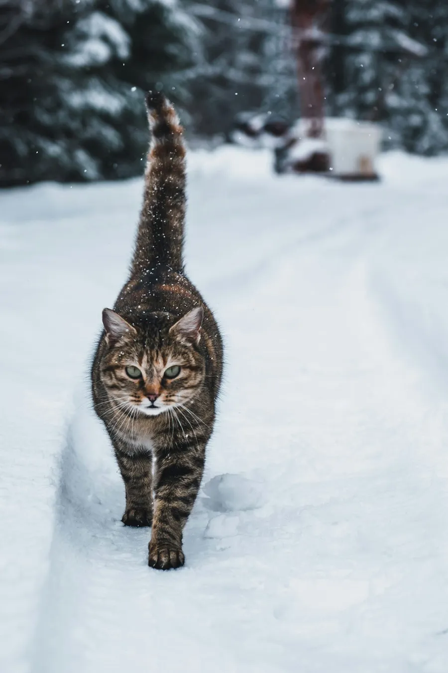 cat photography